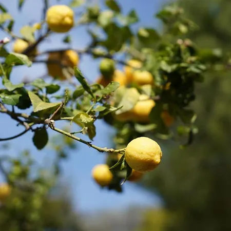 Hébergement de vacances Saveur Nature *